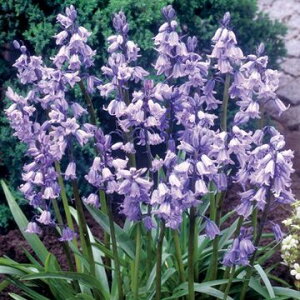  V[ Jpj[u[ 10y^LCczHA