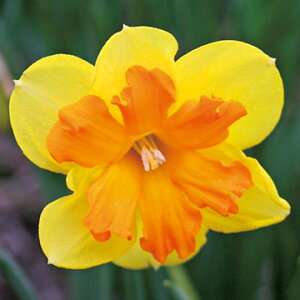  o^tC炫EROX 5y^LCczHA