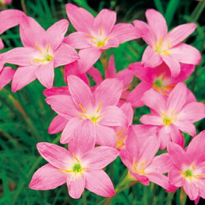 y\z [tBTXE[A 20y^LCcztA