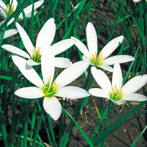 y\z [tBTXELfB_ 20y^LCcztA