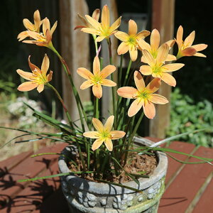 y\z [tBTXEAvRbgNC[ 10y^LCcztA