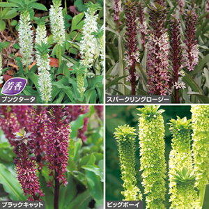 �y�\��z���� ���[�R�~�X�i�p�C�i�b�v�������[�j4��Z�b�g 1�g�y�^�L�C��c�����z�t�A��