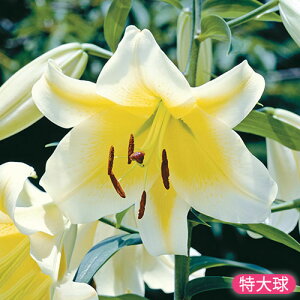 y\z  RJh[i勅j 3y^LCczHA