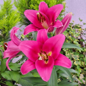 y\z IG^[EsApbV@勅 3y^LCczHA