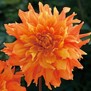 y\z ֍炫_AEsD 1y^LCcztA