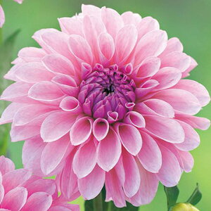 y\z ֍炫_AEeBA 1y^LCcztA