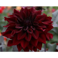 球根 中大輪咲きダリア・夜風 1球【タキイ種苗公式】春植え
