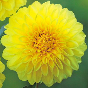 y\z ֍炫_AECG[NX^ 1y^LCcztA