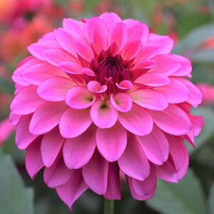 y\z ֍炫_AE~iX 1y^LCcztA