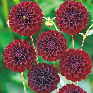 y\z {[炫_AE||VR 1y^LCcztA