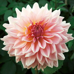 y\z ֍炫_AEtFAEFCpCbg 1y^LCcztA