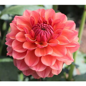 y\z ֍炫_AEi݂Ȃj 1y^LCcztA