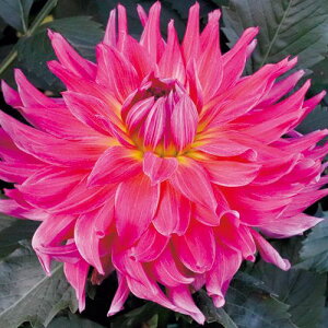 y\z ֍炫_AE_i҂j 1y^LCcztA