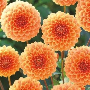 ���� ���֍炫�_���A�E�n�~���g���W���j�A 1���y�^�L�C��c�����z�t�A��