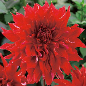 y\z ֍炫_AE 1y^LCcztA