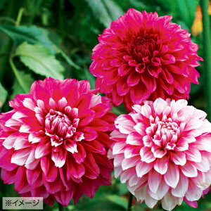 球根 ダリアの人気商品 通販 価格比較 価格 Com