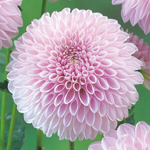 y\z {[炫_AED 1y^LCcztA