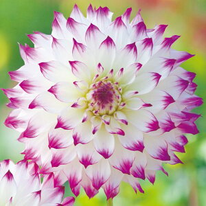 y\z ֍炫_AEEFfBO}[` 1y^LCcztA