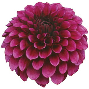 y\z ֍炫_AE_[NiCg 1y^LCcztA