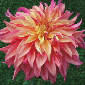 �y�\��z���� ����֍炫�_���A�E���{ 1���y�^�L�C��c�����z�t�A��