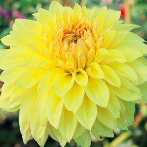 y\z ֍炫_AEցiقj1y^LCcztA