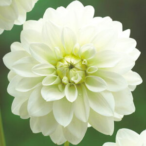 y\z ֍炫_AEzCgF[ 1y^LCcztA