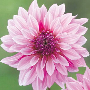 y\z ֍炫_AEm[uCg 1y^LCcztA