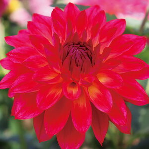 y\z ֍炫_AEtiƂ΁j 1y^LCcztA