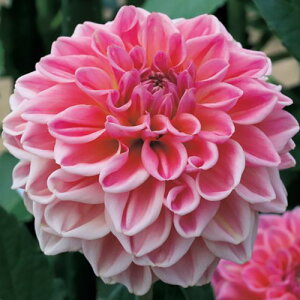 y\z _AEtF~j 1y^LCcztA