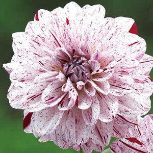 y\z ֍炫_AEʉ_ij 1y^LCcztA