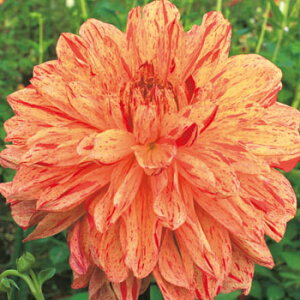 y\z ֍炫_AEt 1y^LCcztA