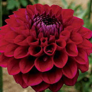 y\z {[炫_AEp[vTt@CA 1y^LCcztA