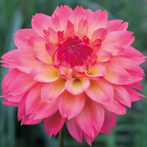 �y�\��z���� �_���A�E���X 1���y�^�L�C��c�����z�t�A��