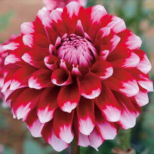 y\z ֍炫_AEt[Cg 1y^LCcztA