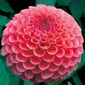 y\z {[炫_AERT[W 1y^LCcztA