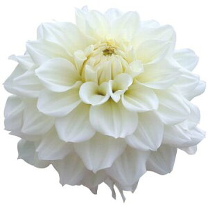 y\z ֍炫_AEi񂹂j 1y^LCcztA