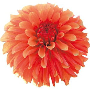 y\z ֍炫_AEiЂȂj 1y^LCcztA