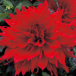 y\z ֍炫_AEbhCpNg 1y^LCcztA