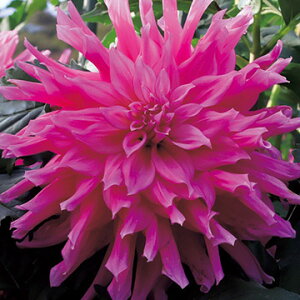 y\z ֍炫_AẺ 1y^LCcztA