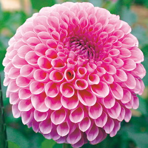 y\z {[炫_AEsNTt@C 1y^LCcztA