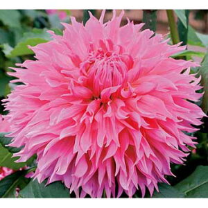 y\z ֍炫_AEsNxA[ 1y^LCcztA