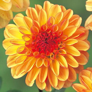 y\z ֍炫_AEnj[L 1y^LCcztA