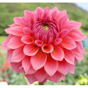 y\z ֍炫_AE[ 1y^LCcztA