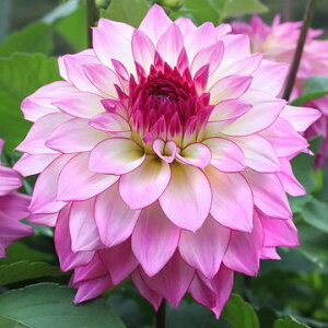 y\z ֍炫_AEl 1y^LCcztA