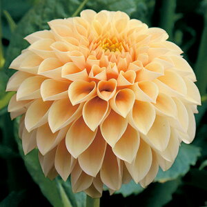 y\z _AEЂ܂ 1y^LCcztA