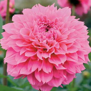 y\z ֍炫_AE 1y^LCcztA