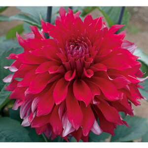 y\z ֍炫_AEiÂj 1y^LCcztA