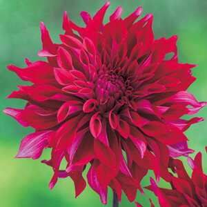 y\z ֍炫_AEVE 1y^LCcztA