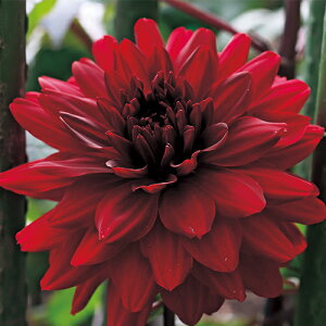 y\z ֍炫_AEr^[bh 1y^LCcztA