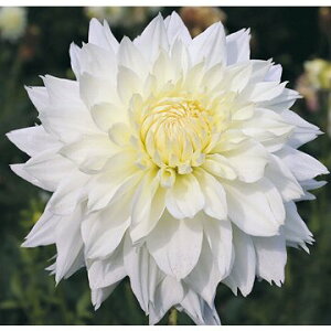 y\z ֍炫_AEz[[hX 1y^LCcztA